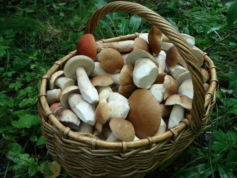 Сон собирать белые грибы в лесу женщине. Корзина грибов. Корзинка с грибами. Белые грибы в корзинке. Корзинка белых грибов.