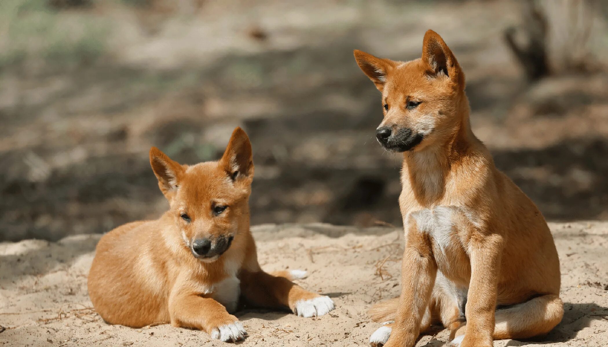 Gallery: Understanding dingoes - Australian Geographic