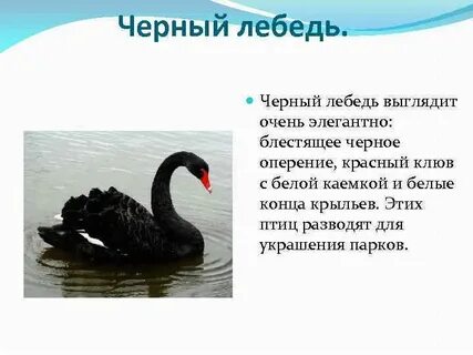 Черный лебедь рассказ