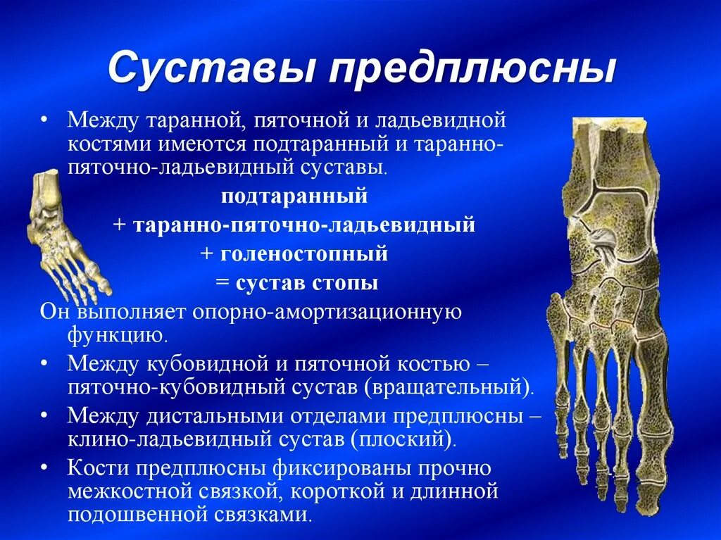 Какими костями он образован что такое вилочка. Ладьевидная кость стопы предплюсна. Подтаранный сустав (таранно-пяточный, таранно-пяточно-ладьевидный). Между костями предплюсны сустав. Пяточно кубовидный сустав классификация.