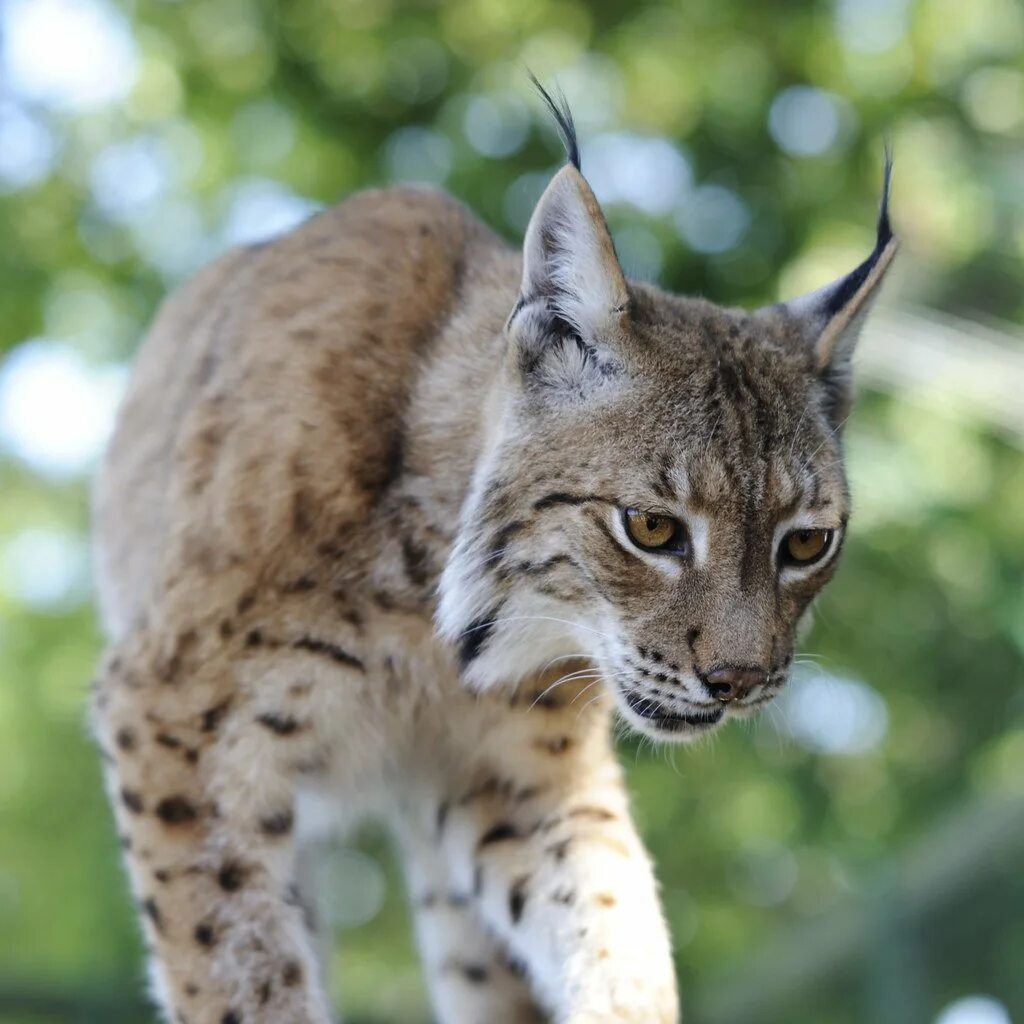 Длина рыси. Рысь Линкс. Пиренейская Рысь. Камчатская Рысь. Lynx Lynx Евразийская Рысь.