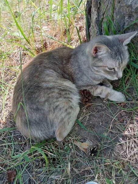 Кошка упала с 5. Тело кошки. Новосибирск упавшая кошка.