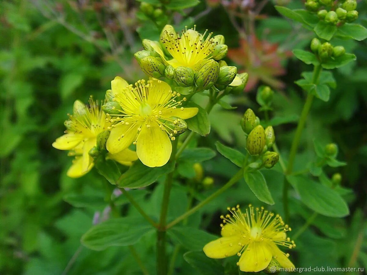 Зверобой применение и противопоказания. Зверобой горный(Hypericum montanum l.). Зверобой (Hypericum). Цветок зверобоя продырявленного. Зверобой продырявленный горный.