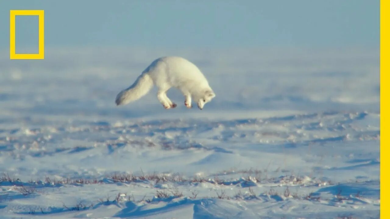 Какой зоне водятся белые медведи песцы лемминги. Полярный песец Арктики. Остров Врангеля песец. Песец в Антарктиде. Песец охотится.