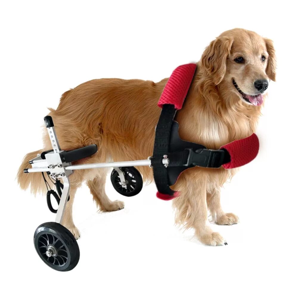 Инвалидная коляска для собак Walkin Wheels. Инвалидные коляски Dog wheelchairs. Коляска для задних лап собаки. Коляска для парализованных собак.