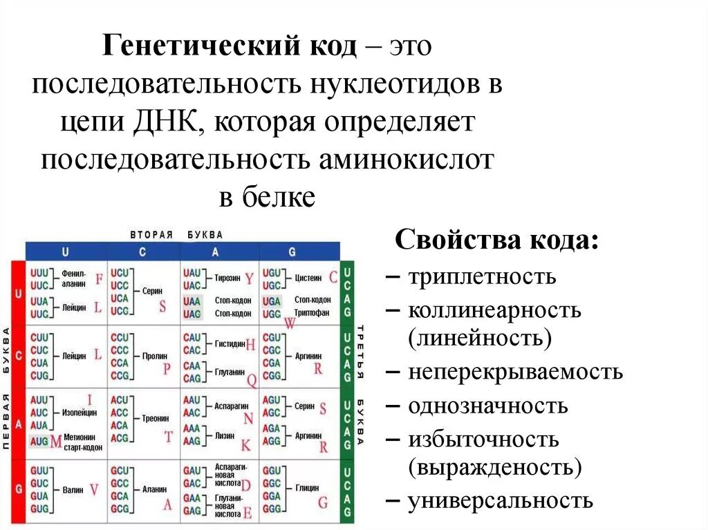 Таблица кодировки аминокислот нуклеотидами ДНК. Последовательность аминокислот в белке таблица. Генетический код последовательность нуклеотидов. Генетический код свойства кратко.