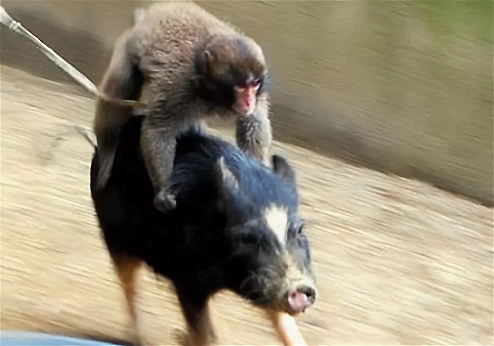 обезьяна и крыса. свинья арт. стих про крысу. кабан и крыса. кабан и крыса.