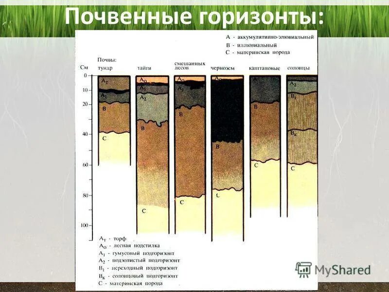 Материнская порода гумусовый вымывания вмывания. Почвенный профиль каштановых почв схема. Почвенный профиль и почвенные горизонты. Основные почвенные горизонты чернозема. Почвенный профиль светло каштановых почв.