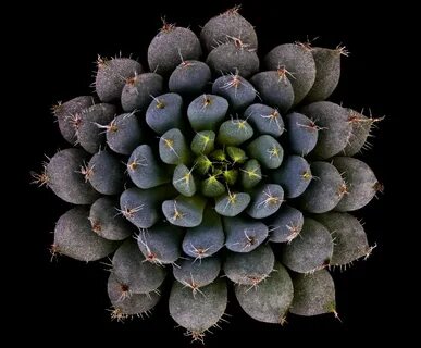 Image: Victor Mozqueda - Echeveria setosa var. deminuta. 