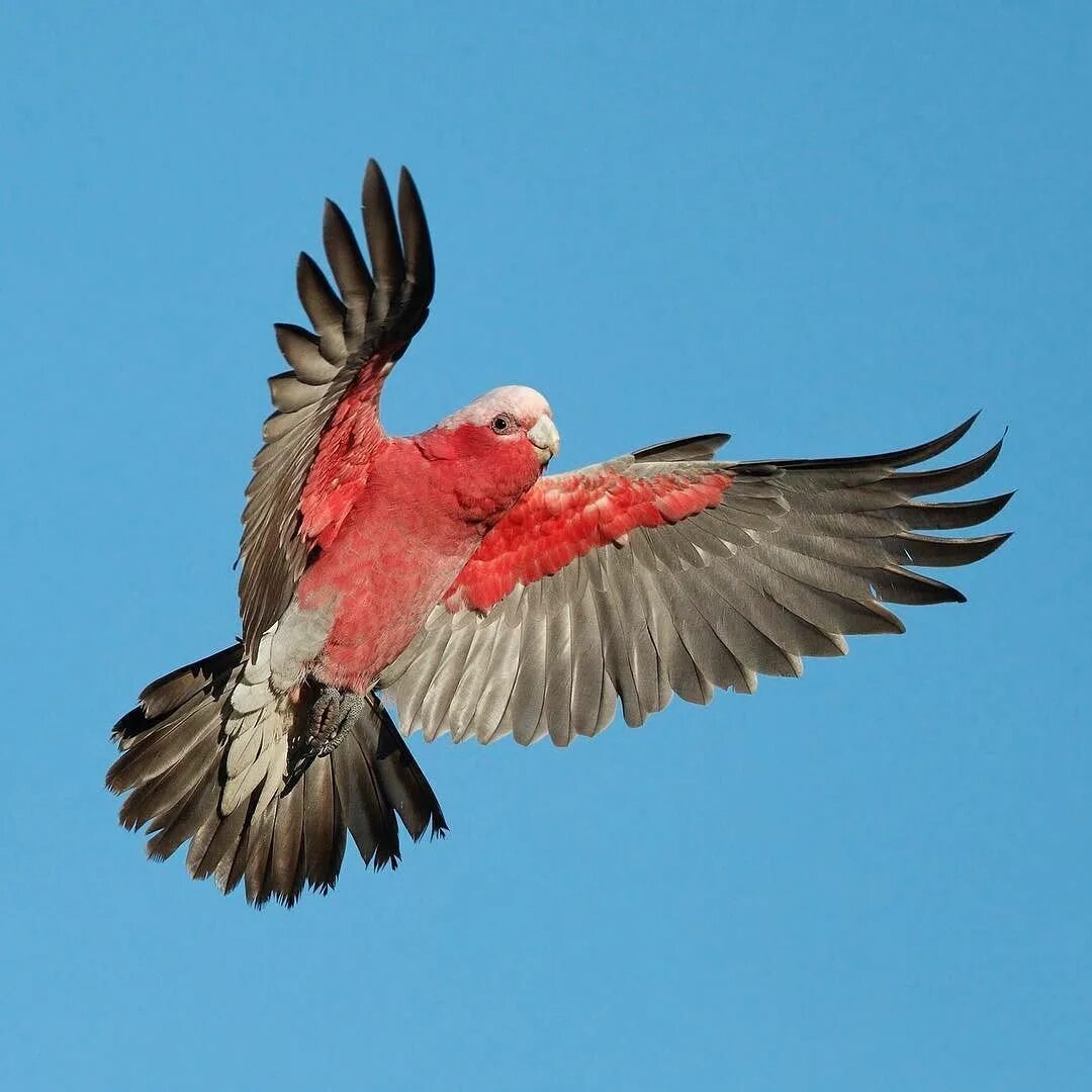 Серо розовая птица. Птица на крыльях розовые. Птица с розовыми перьями. Птица с розовыми крыльями в России. Птица с розовым зобом.