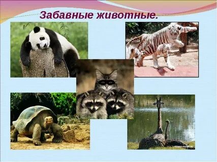 Презентация животные зоопарка