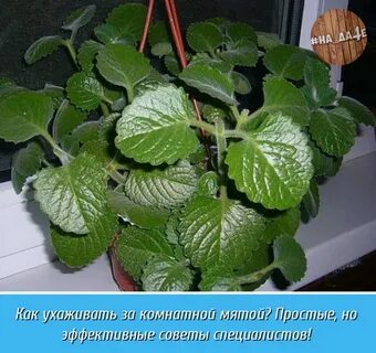 Плектрантус фото и описание