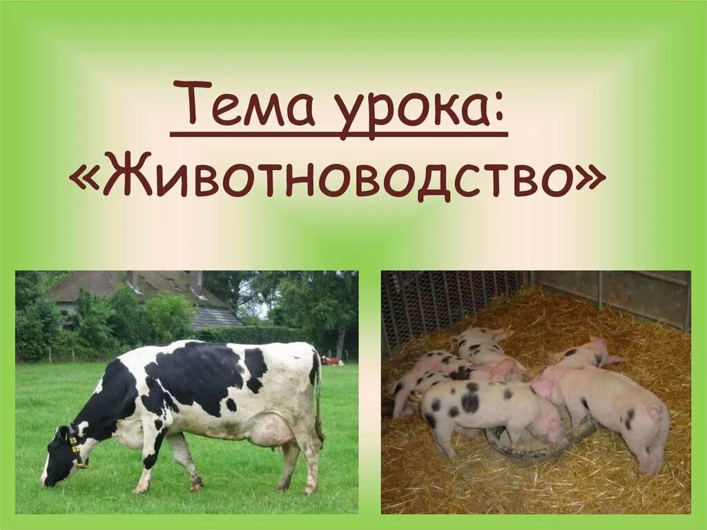 Тема домашние животные 3 класс