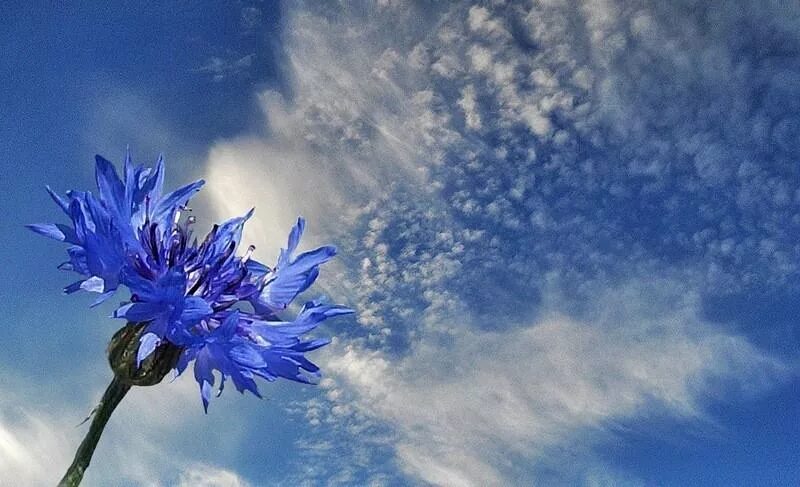 Василек а над. Васильковое поле. Василек цветы. Небесные цветы. Синий цвет в природе.