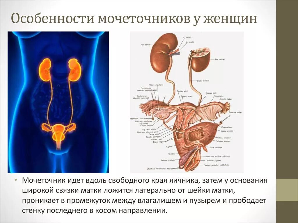 Мочевыделительная система мочевой пузырь. Мочеточники и матка у женщин расположение. Мочеточник строение анатомия. Анатомия женской мочеполовой системы.
