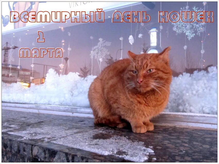 День кошек в россии 2024 год. Всемирный день кошек. С днем весны и кошек.