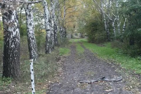 Березовая роща батайск