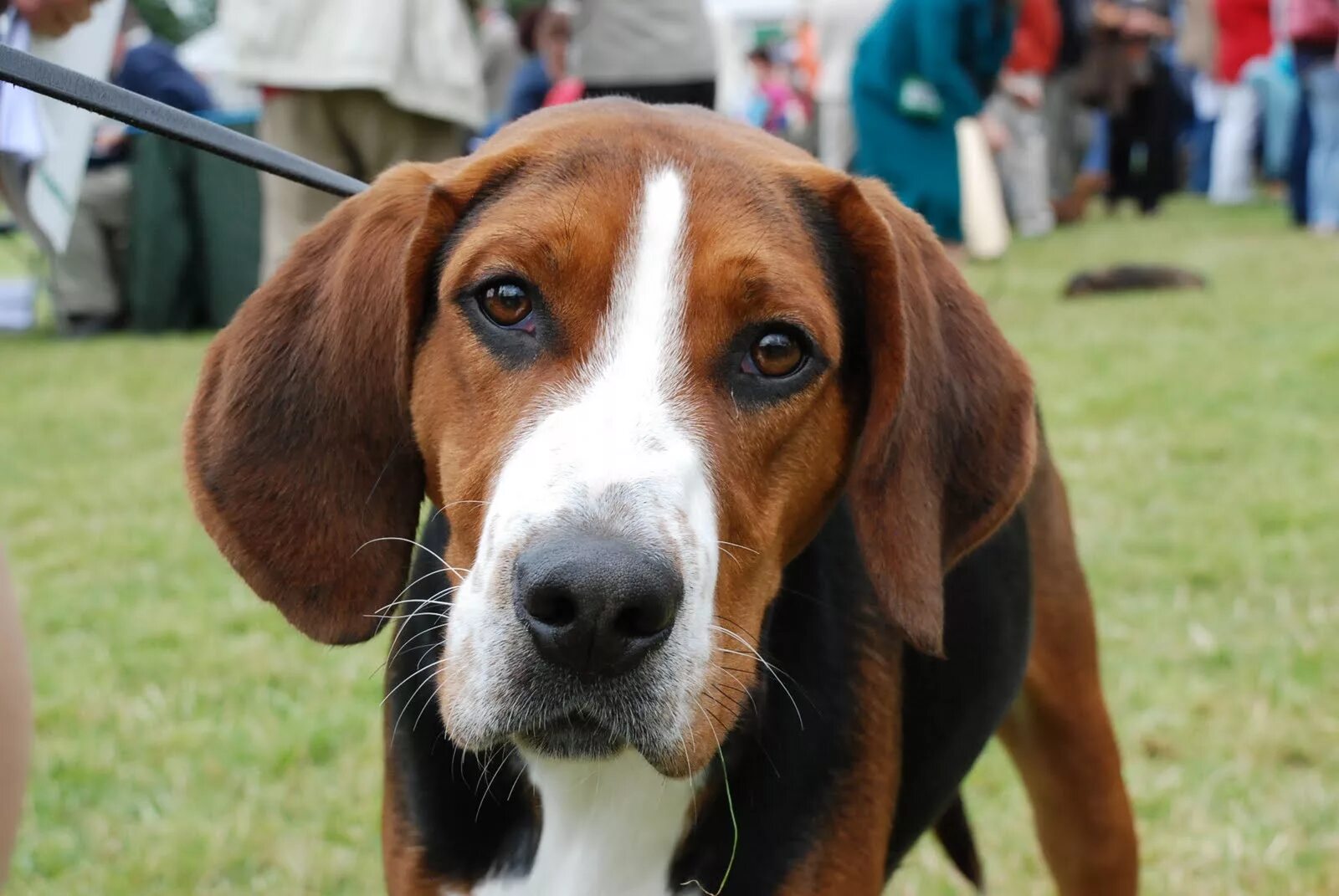 гончая маккензи. гончие собаки породы гамильтон. бигль харьер. русская пегая гончая собака. гончак.