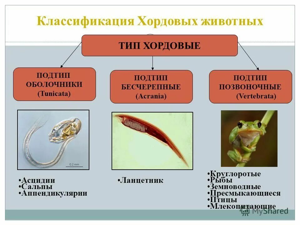 Общая характеристика типа Хордовые Бесчерепные и рыбы. Тип Хордовые Бесчерепные общая характеристика. Тип Хордовые 7 класс биология Подтип позвоночные. Хордовые животные Черепные.