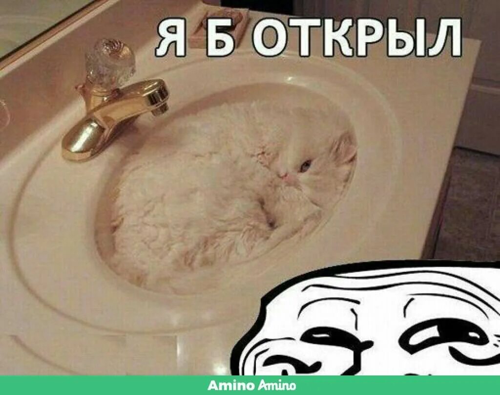 Кот мем 2025. Мемы с котами до слёз. мемы про котов с надписями до слёз. кот в раковине мем. кот в раковине смешные надписи.