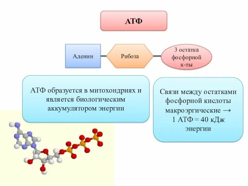 Образование атф сопровождается. Строение молекулы АТФ. Строение АТФ И АДФ. АТФ молекулярное строение. Структура АТФ схема.