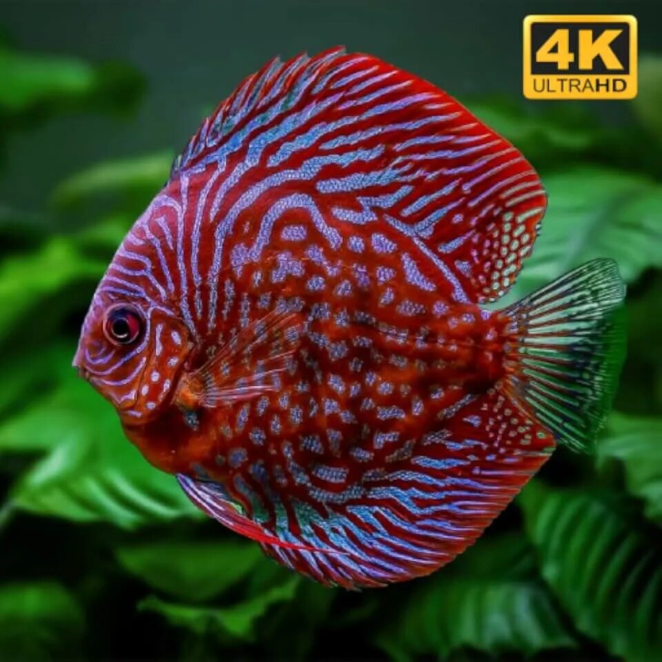 Fish breed. Гуппи аквариумные рыбки. Рыбка нотобранхиус гюнтера. Астронотус тигровый оскар. Fish breed.