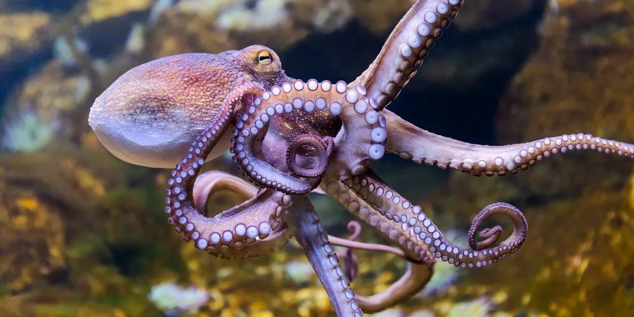 Осьминог Octopus vulgaris. Октопус вульгарис. Осьминог Дофлейна гигантский. Класс головоногие осьминог.