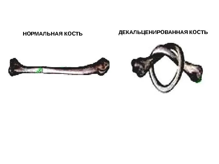Эксперимент костями
