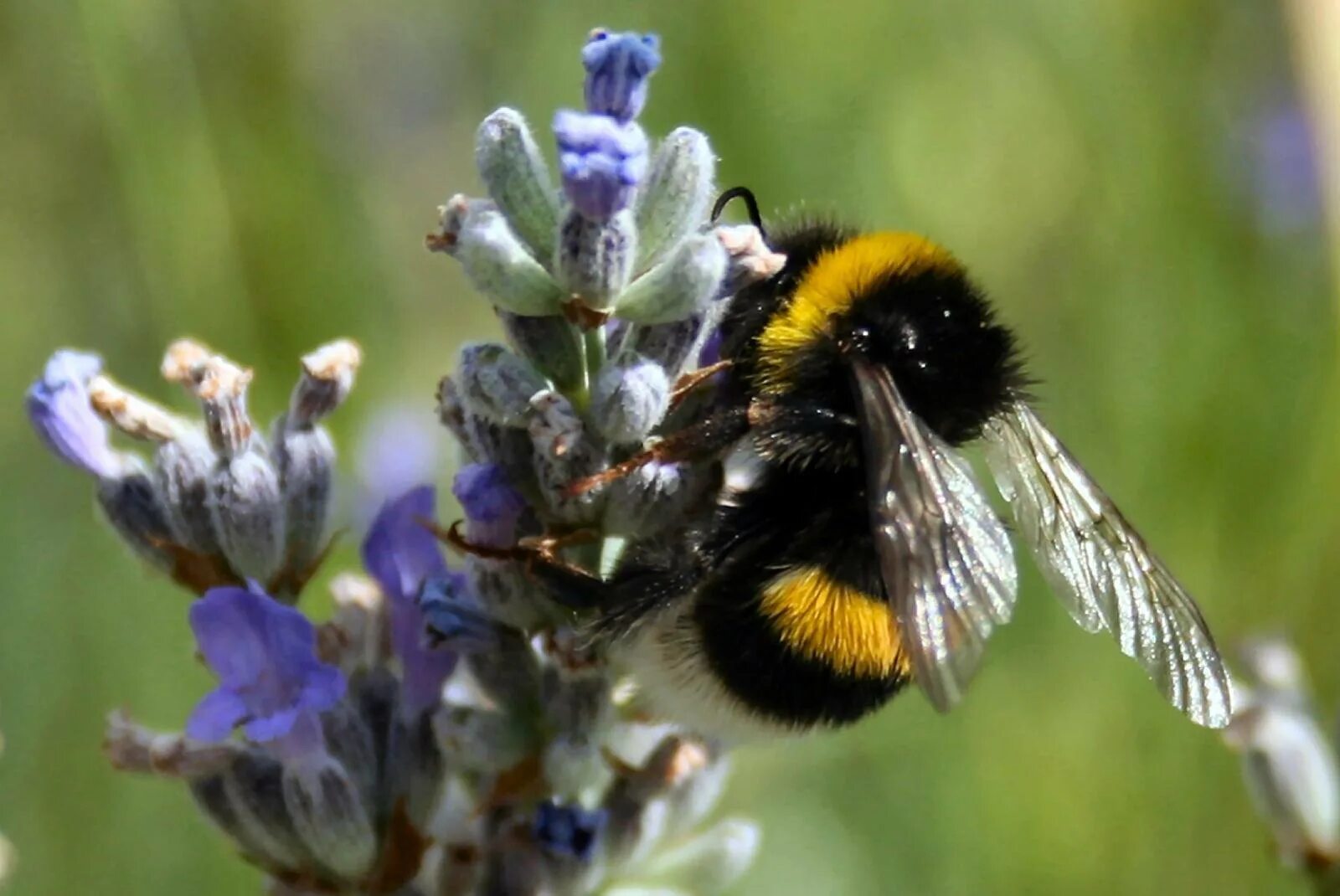 Шмель-плотник фиолетовый( Xylocopa violacea ). Амегилла пчела. Пчела обыкновенная. Шмель в природе. Где живут шмели в природе