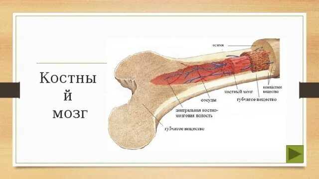 Губчатое вещество и костный мозг. Красный костный мозг губчатое вещество кость. Красный костный мозг расположен в губчатом веществе. Желтый костный мозг расположен.