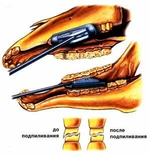 Волчки у лошади