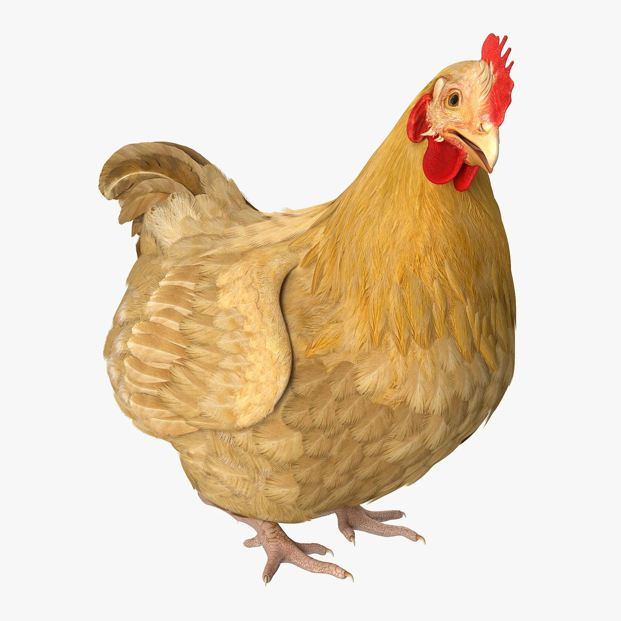 Chicken 3.8 01. Курица 3д модель. Курочка 3 д модель. 3d модель курицы.
