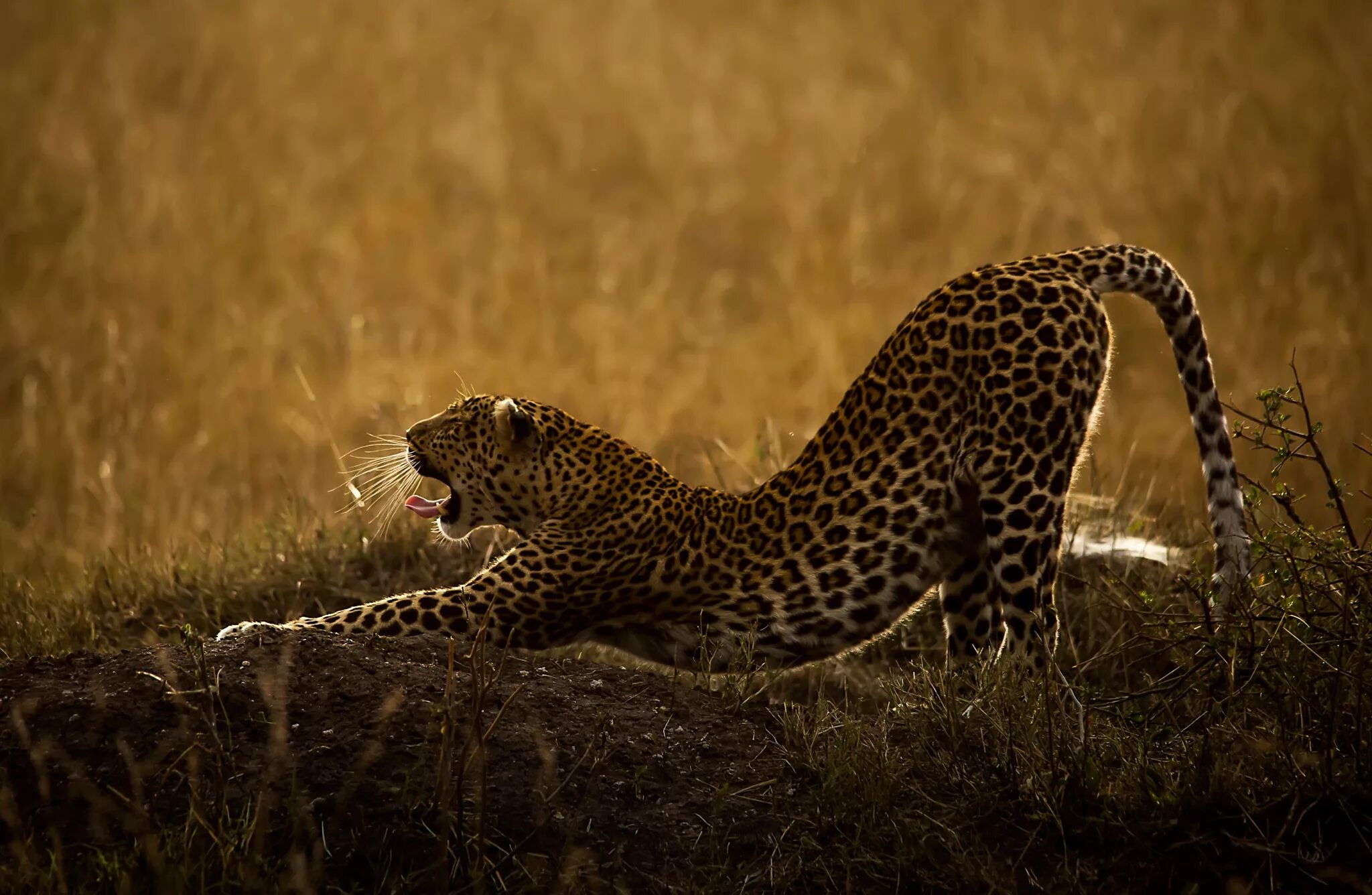 Хищные кошки. Оскал ягуара. Animal predator. Animal predator. Гепард скалится.