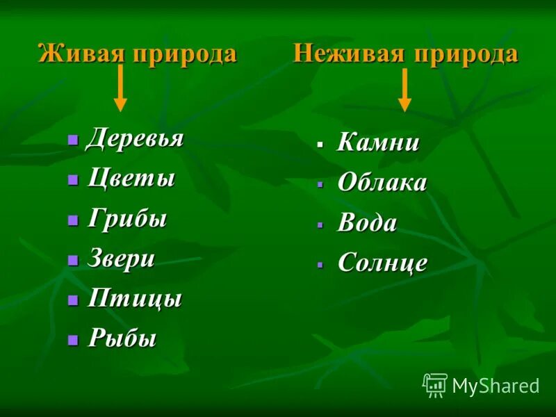 Гриб живой или неживой. Дерево Живая и неживая природа. Дерево это Живая или неживая природа. Что относится к живой природе. Живая или не жива природа.