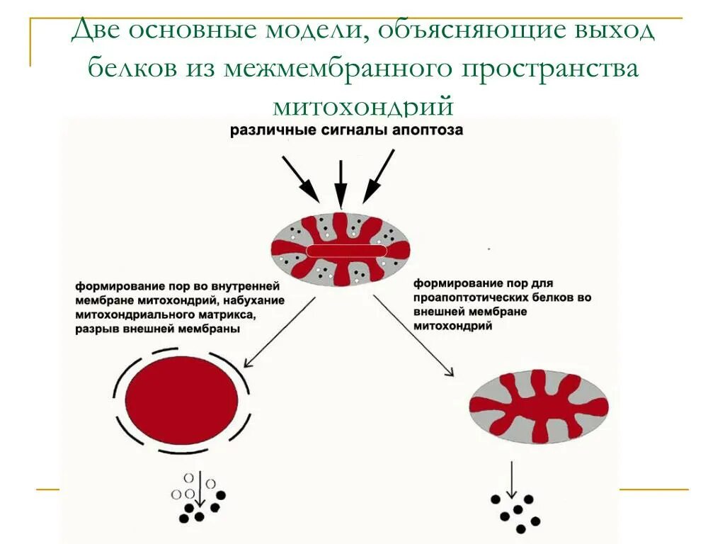 Митохондриальный механизм апоптоза. Сигнальные пути запуска апоптоза. Апоптоз внешний путь. Причины апоптоза. Содержит ферменты осуществляющие апоптоз