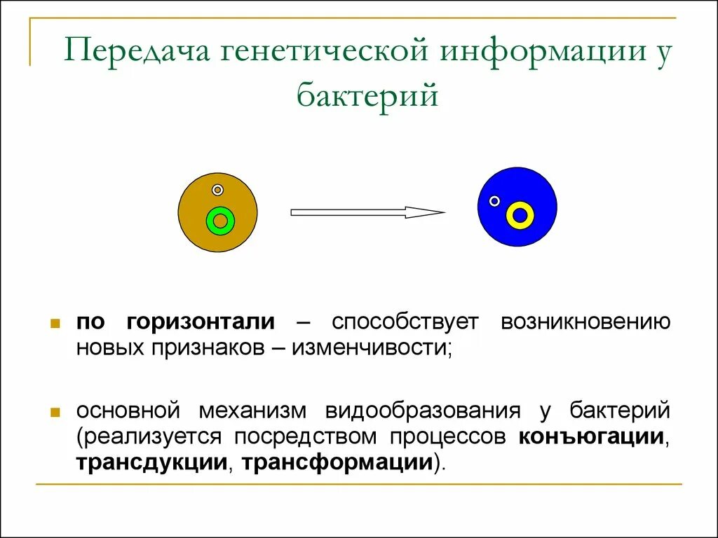 Есть ли наследственный материал у бактерий. Основной носитель генетической информации бактерий:. Передача наследственной информации у бактерий. Механизмы передачи генетической информации у бактерий. Носителями генетической информации у бактерий являются.