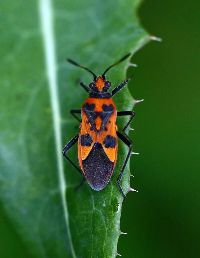 Красноклоп солдатик. Жук красноклоп солдатик. Клоп-солдатик pyrrhocoris. Жук пожарник клоп солдатик. Жук солдатик насекомое огэ.
