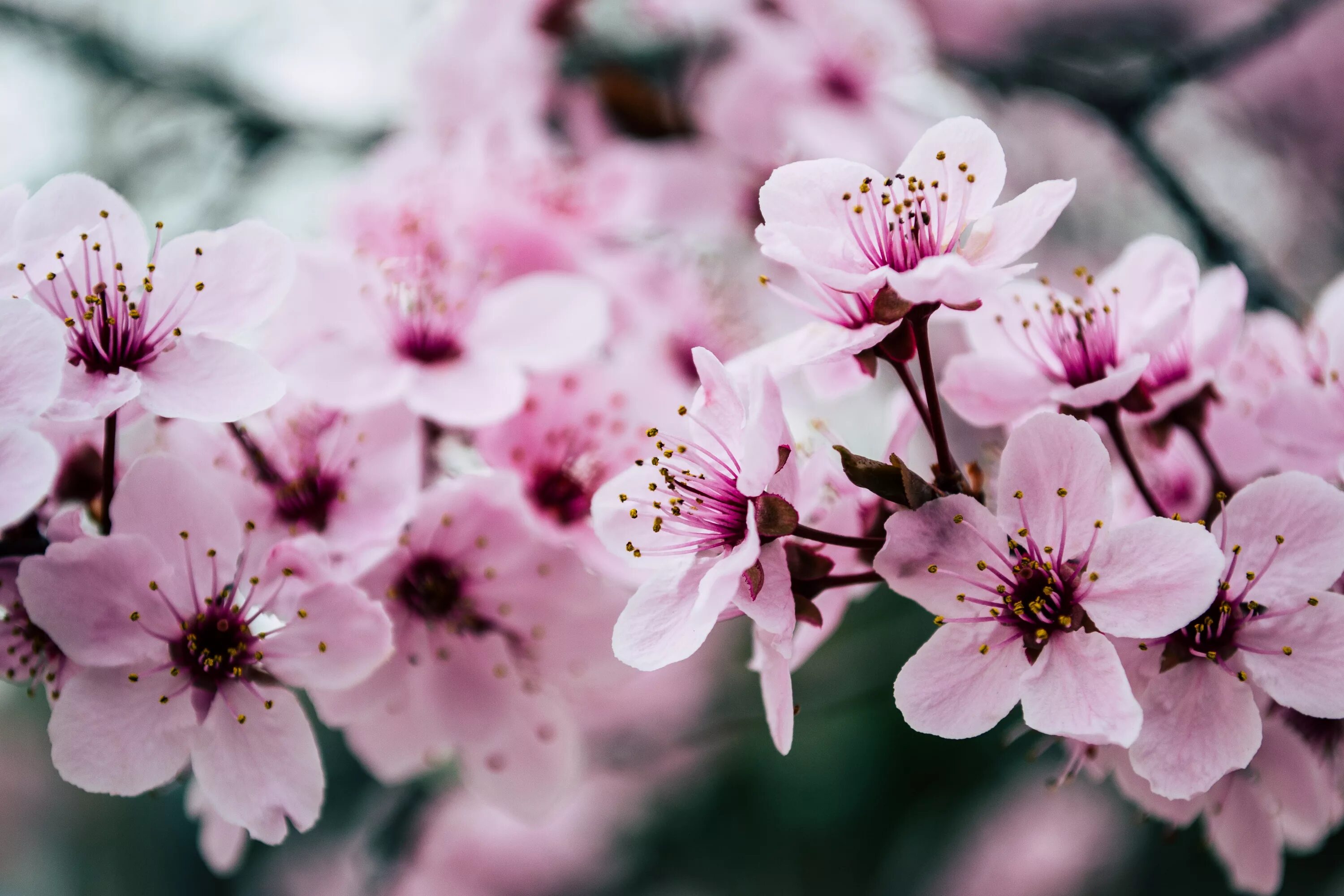 Cherry blossom отзывы. Черри блоссом цветет. Черри блоссом цветок. Вишня черри блоссом. Сакура черри блоссом.