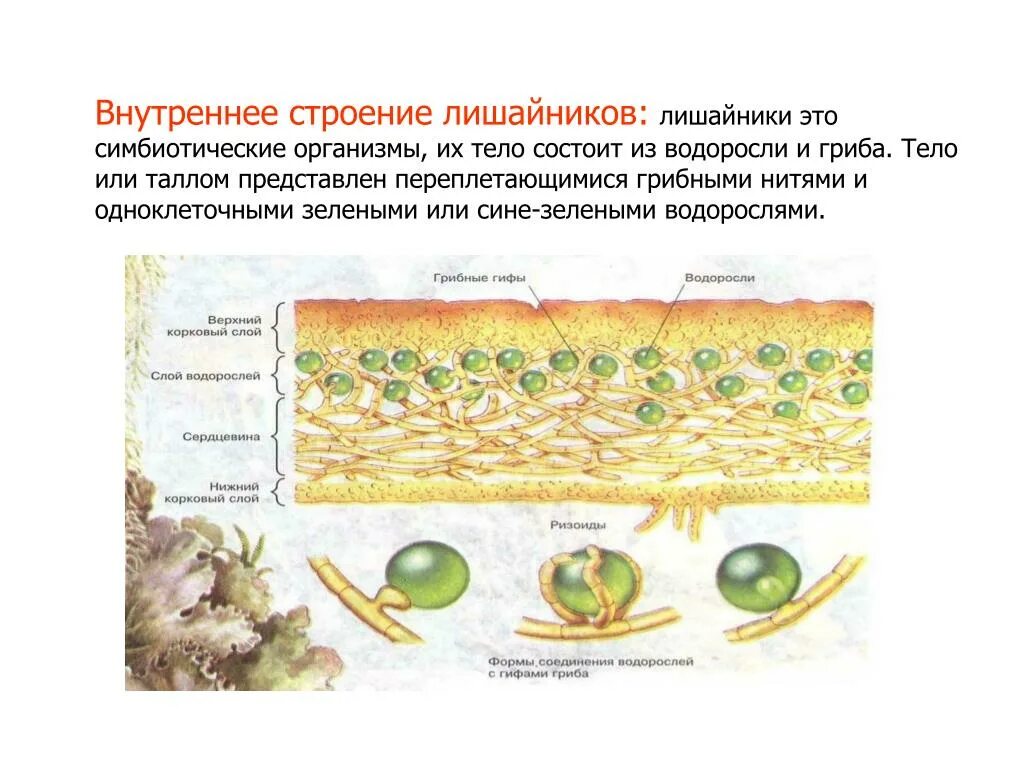 Внутреннее строение лишайника. Внутреннее строение лишайника на поперечном разрезе. Лишайники строение симбиоз. Внутренне строение лишайника. Лишайники одноклеточные водоросли и