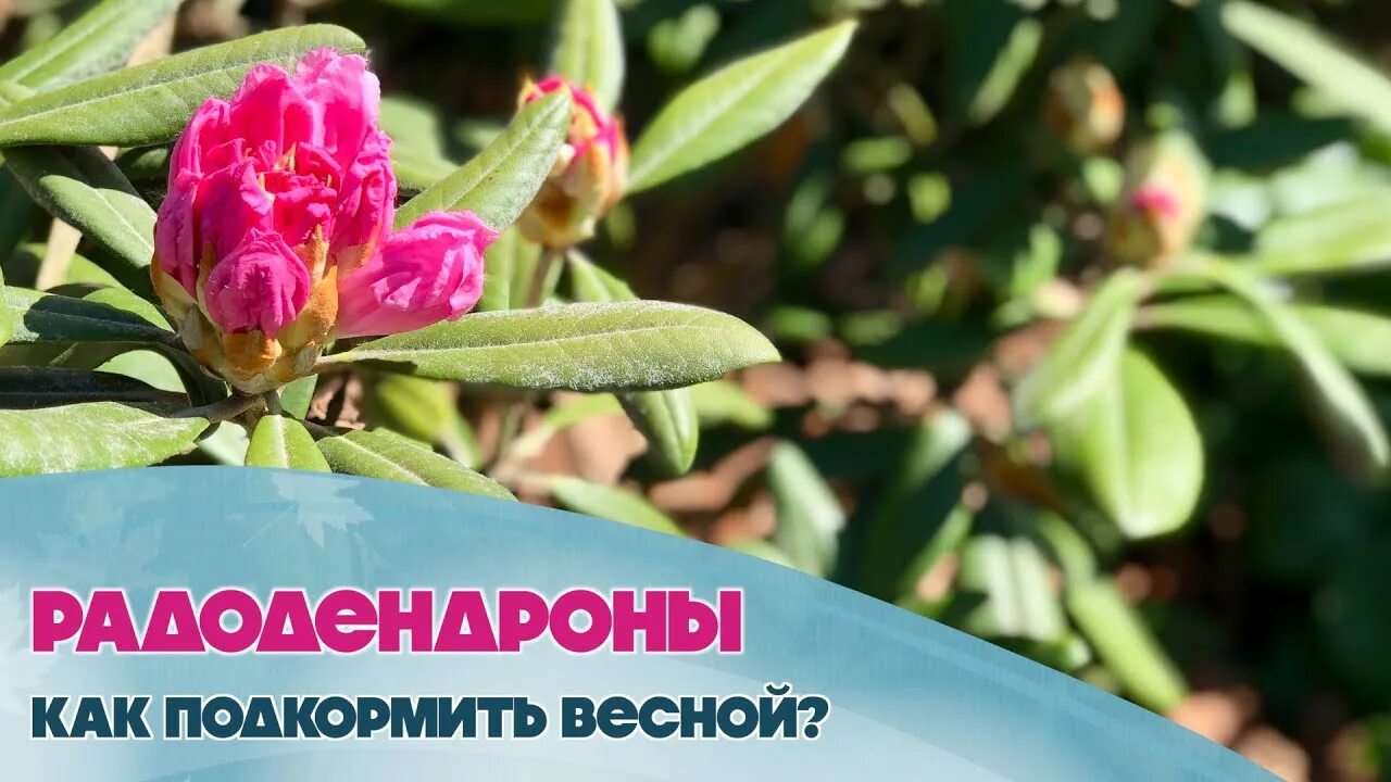 Чем подкормить рододендрон. Рододендрон бенгал. Вереск с рододендроном. Подкормить рододендрон весной. Подкормка рододендронов.