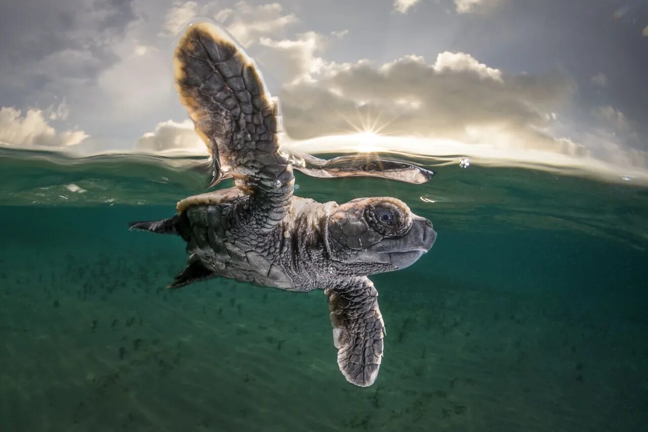 Географик. Нейшнл Джеографик. Снимки National Geographic. Лучшие снимки National Geographic. Снимок года от National Geographic.