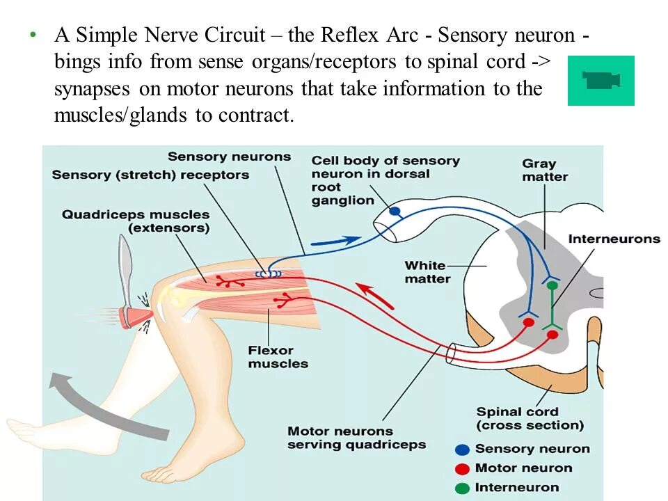 Spinal Cord simple Reflex Arc. Autonomic Reflex Arc. Nerve Reflex Arc. Receptors Reflex Arc.