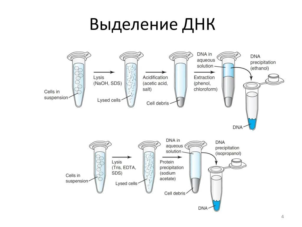 Процесс выделения днк. Методы выделения ДНК И РНК. Этапы выделения ДНК. Общая схема выделения ДНК. Методика выделения ДНК.