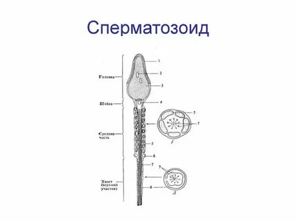 Ядро клетки спермия