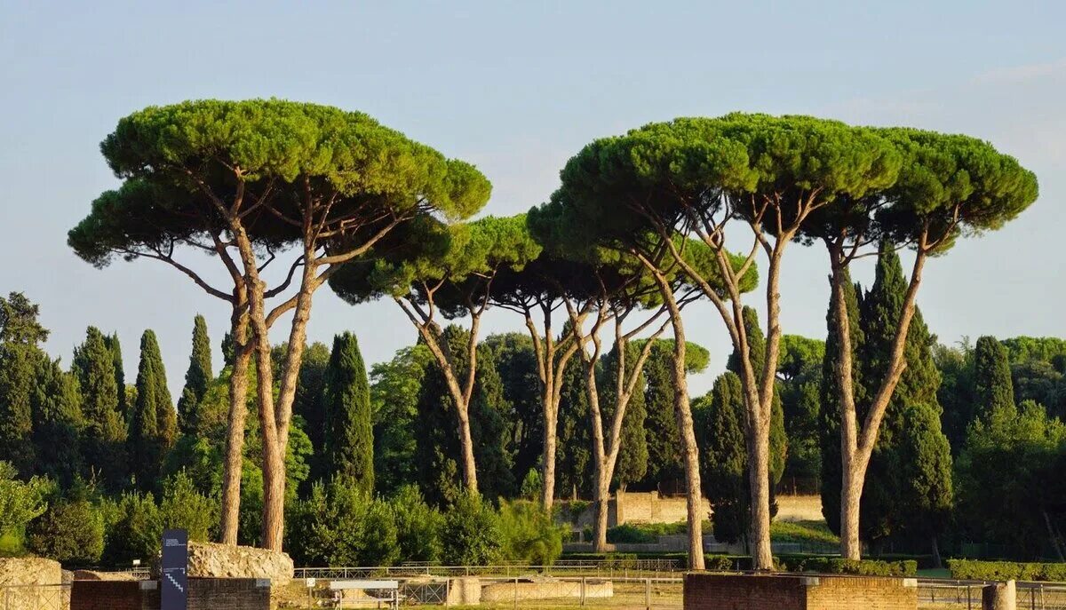 Пиния это. Сосна Пиния Рим. Сосна Пиния в Италии. Пиния (Pinus pinea). Итальянские сосны пинии в Италии.