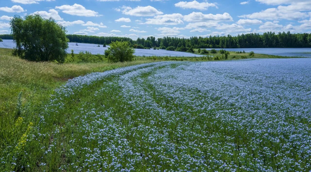 Льняное поле в цвету впр основная мысль. Цветущее поле льна. Поле лен цветет. Льняное поле. Поля льна в Беларуси.