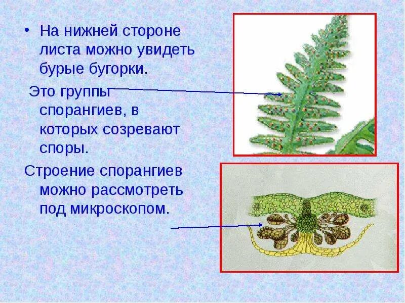Ложнощитовка личинки. Кладоспориоз груши. Гранулы фокса -фордайса на члене. Хризалидокарпус щитовка. Бурые бугорки.