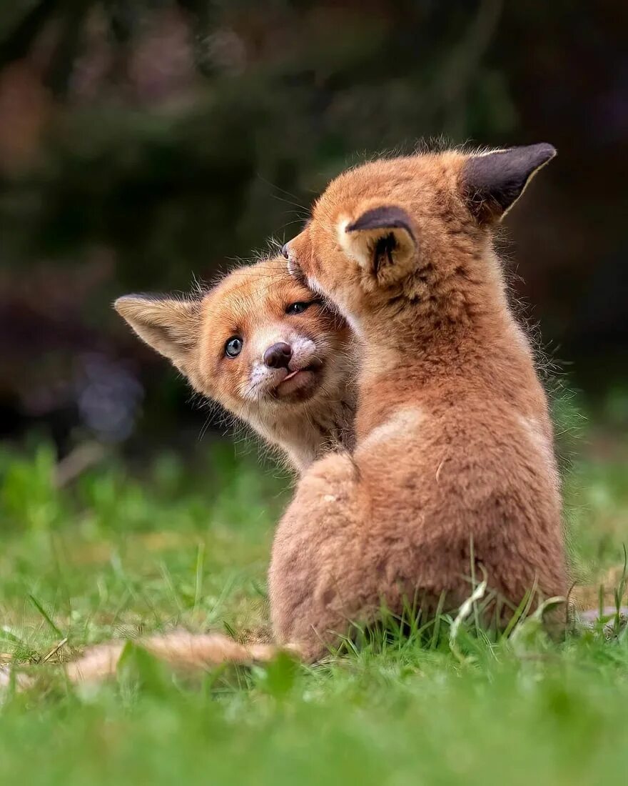 Capture animals