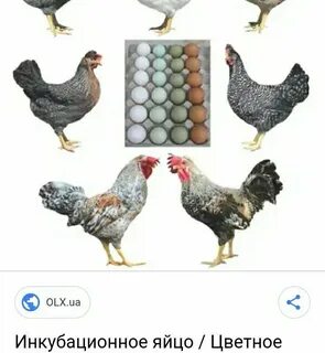 Доминант куры описание цвет яиц
