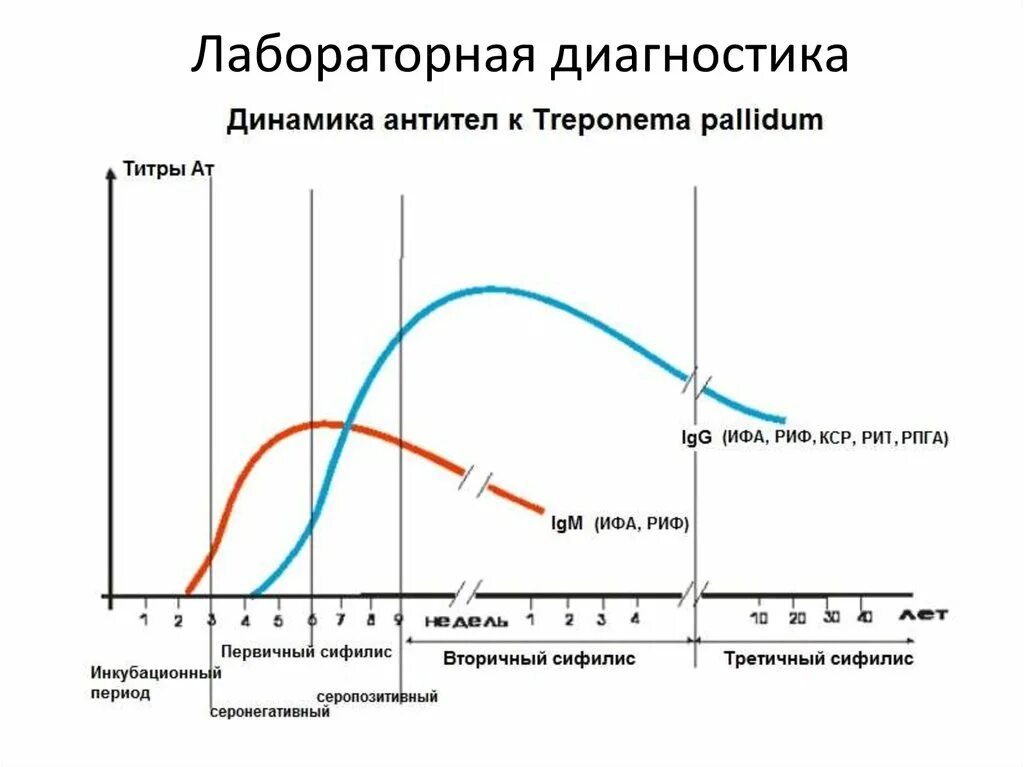 Исследование на treponema pallidum igm. IGM антитела к трепонеме. Антитела к классу IGM+IGG К Treponema pallidum. Антигены трепонемы паллидум.